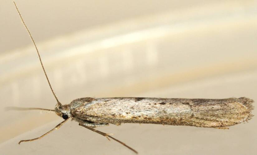 Ellura's Ground Moth (Philobota sp ES04)