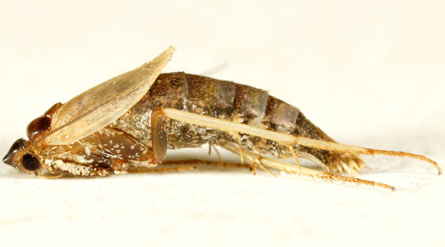 Ellura's Ground Moth (Philobota sp ES04)