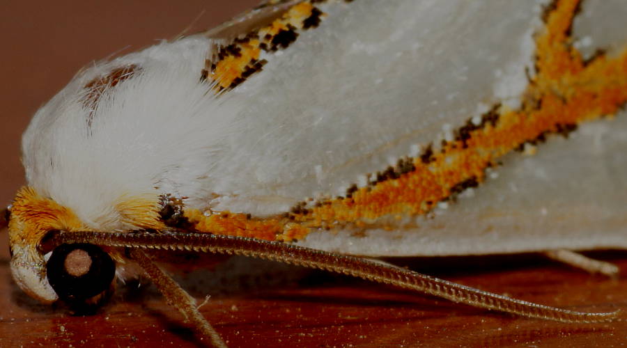 Angled Satin Moth (Thalaina angulosa)