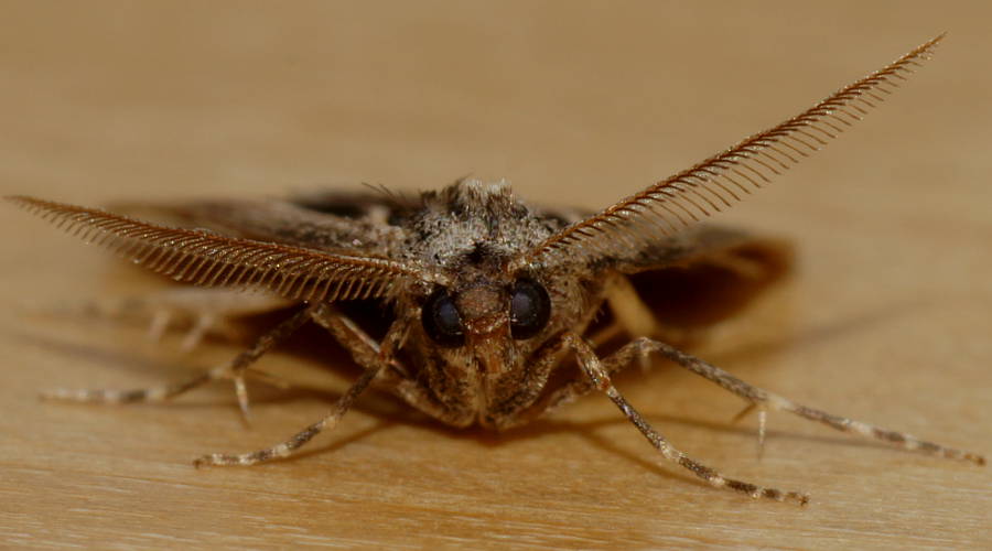 Ribbon Cape-moth (Amelora belemnophora)