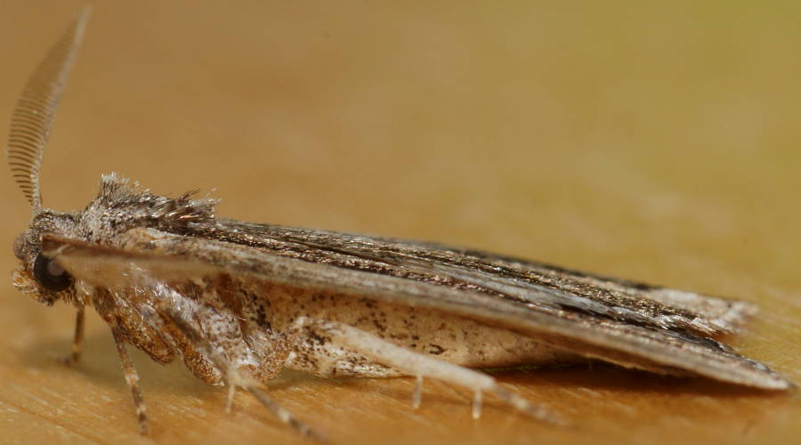 Ribbon Cape-moth (Amelora belemnophora)