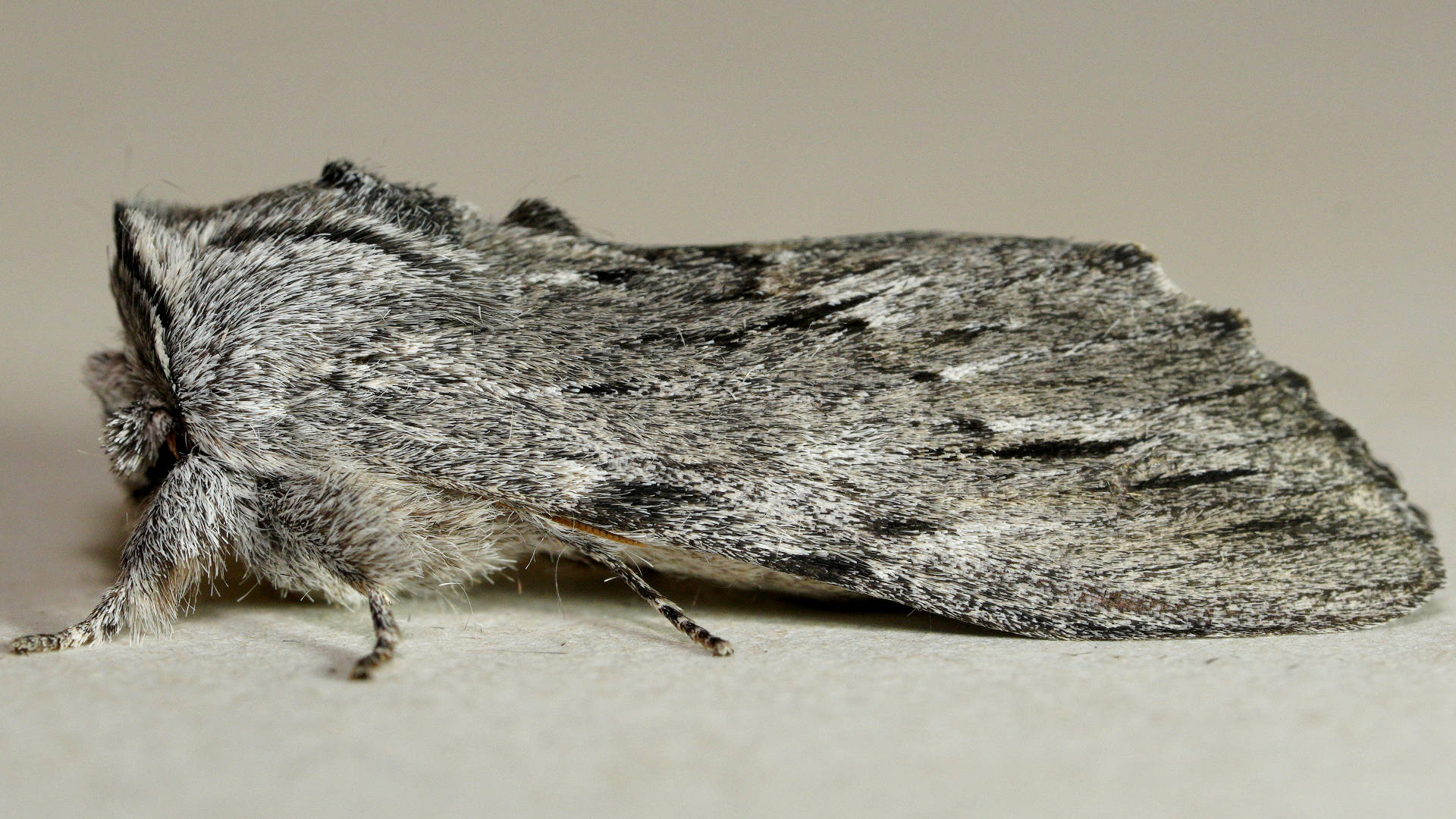 Streaked Notodontid Moth (Destolmia lineata)