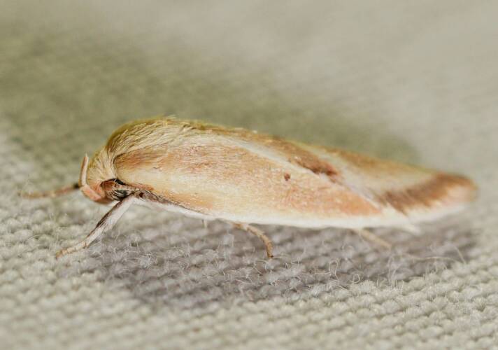 Shaded Wingia Moth (Eochrois sp)