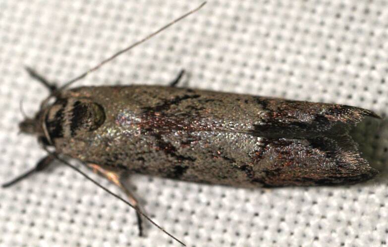 Wirling-marked Concealer Moth (Oenochroa dinosema)