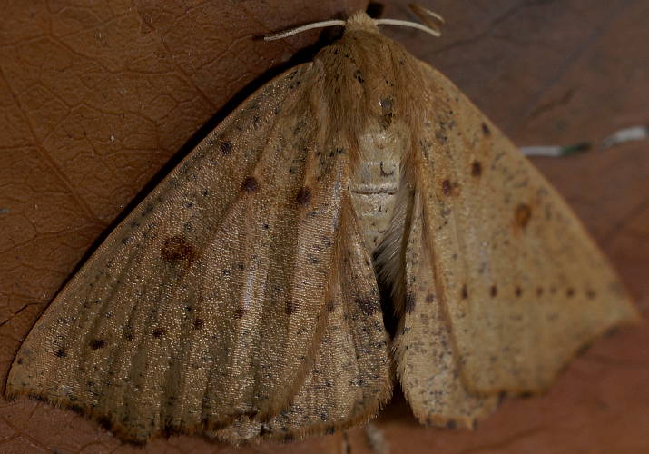 Acute Point Moth (Unplaced biplaga)