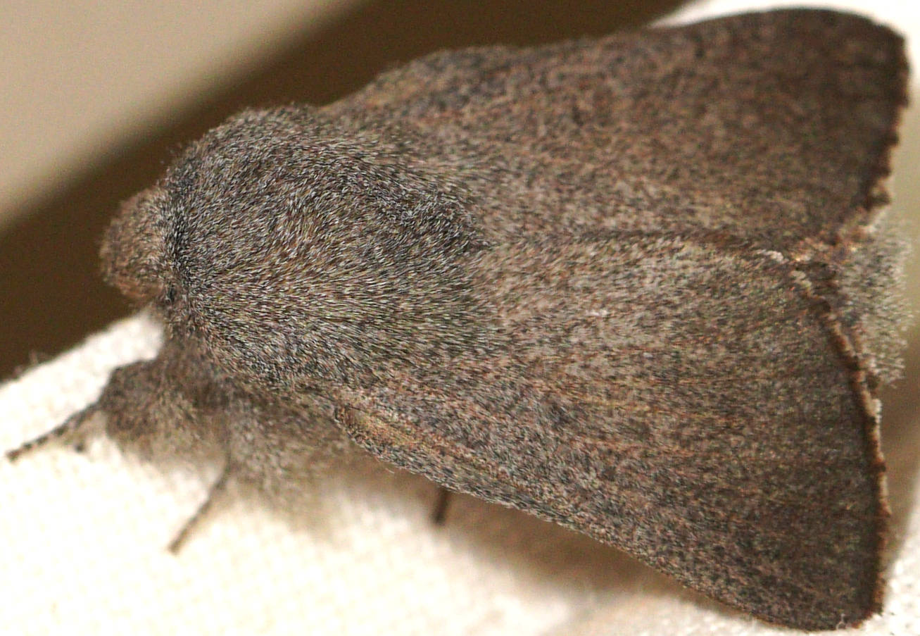 Rusty Snout Moth (Symphyta MoV1)