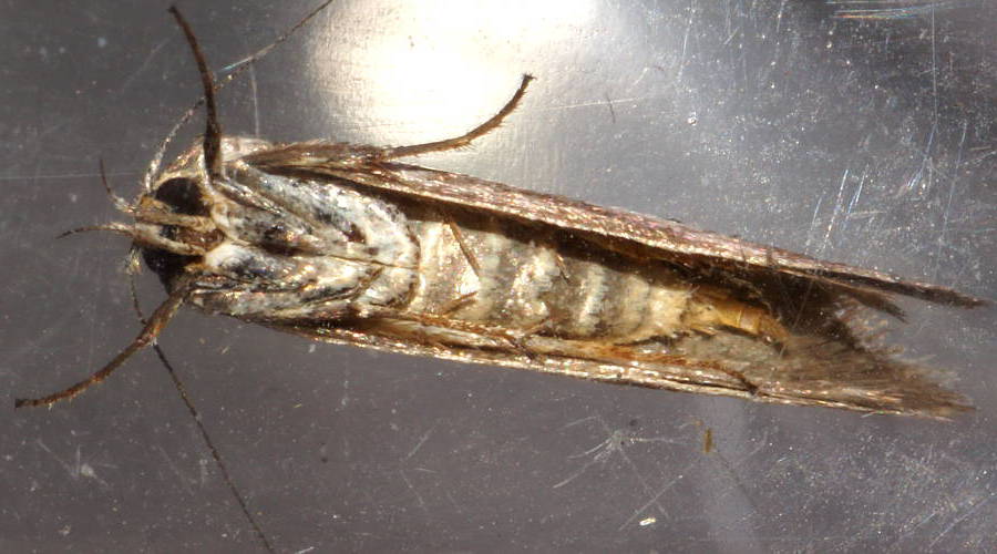 Pale Concealer Moth (Philobota partitella)