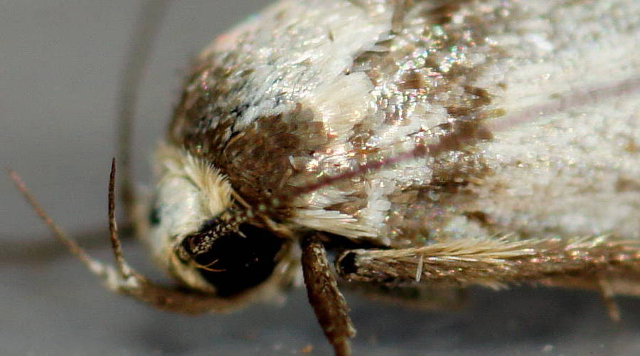 Pale Concealer Moth (Philobota partitella)