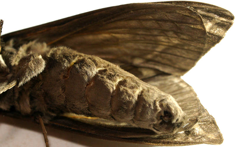 Eastern Pale Rain Moth (Abantiades tembyi)