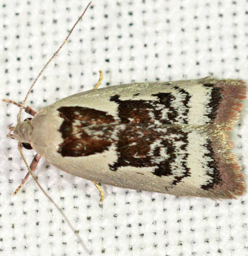 Shadow Wingia Moth (Catacometes hemiscia)