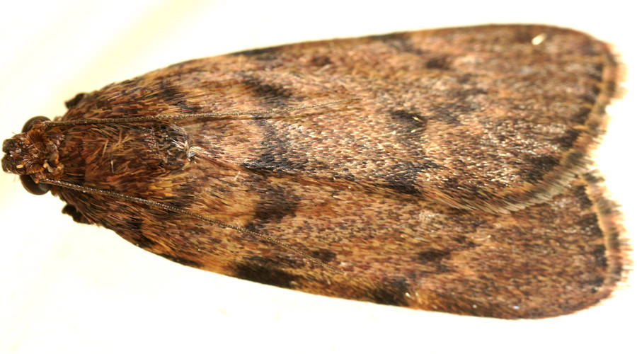 False-tongue Moth (Mimaglossa habitalis)