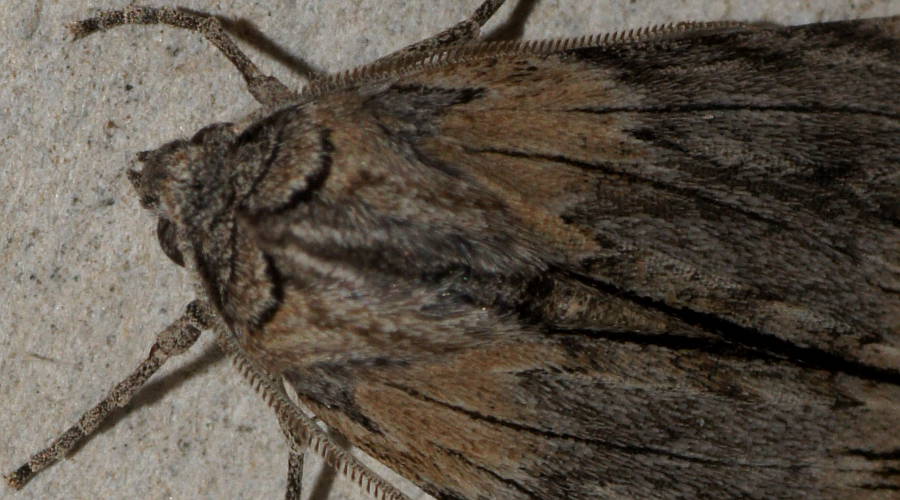 Black-banded Crest-moth (Chlenias stenosticha)