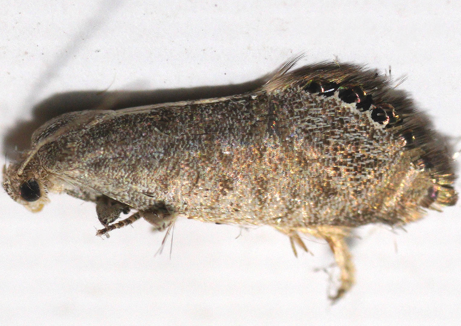 Twisted Black-spotted Twig Moth (Eupselia melanostrepta)