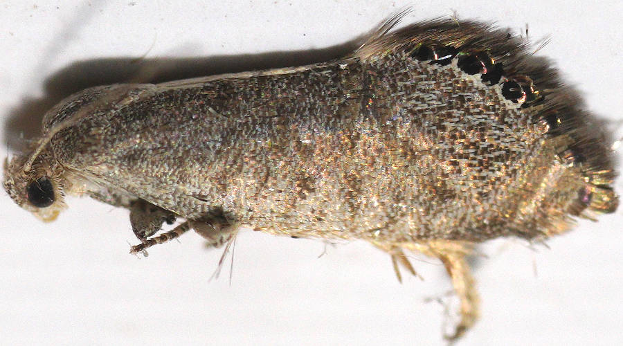 Twisted Black-spotted Twig Moth (Eupselia melanostrepta)