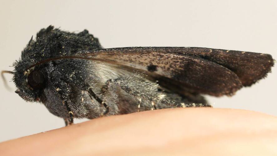 Black Noctuid (Neumichtis nigerrima)