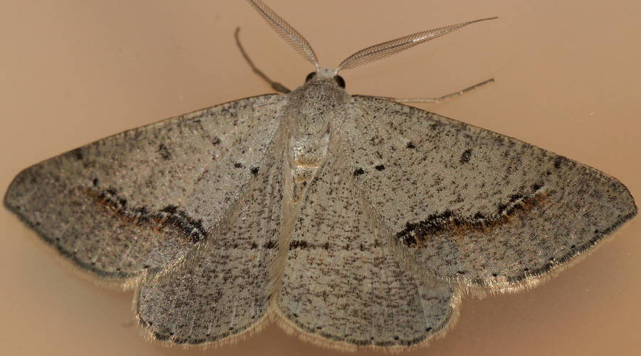Grey Nearcha Moth (Nearcha dasyzona)