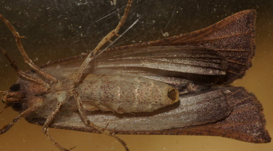 Russet Crest-moth (Fisera MoV2)