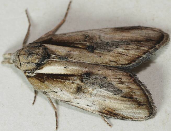 Tactile Tuft Moth (Aquita tactalis)