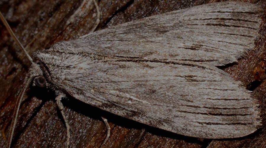 Black-banded Crest-moth (Chlenias stenosticha)