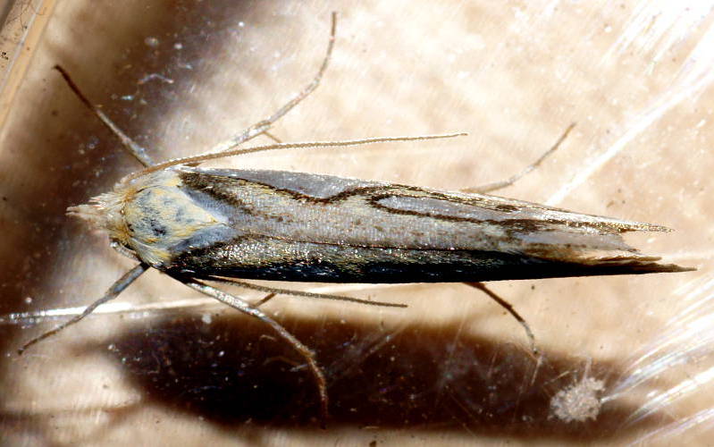Satin Twig Moth (Thudaca campylota)