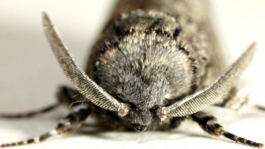 Southern Wood Moth (Culama australis)