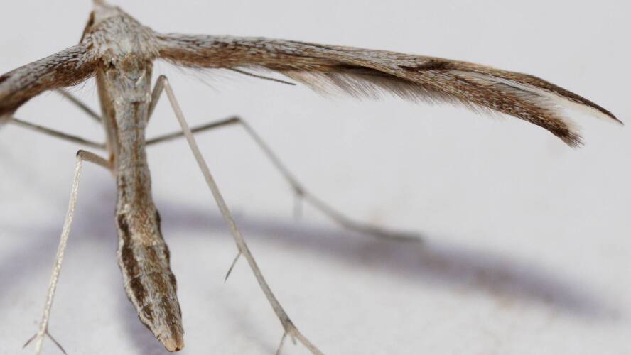 Spotted Wide-winged Plume Moth (Platyptilia celidotus)