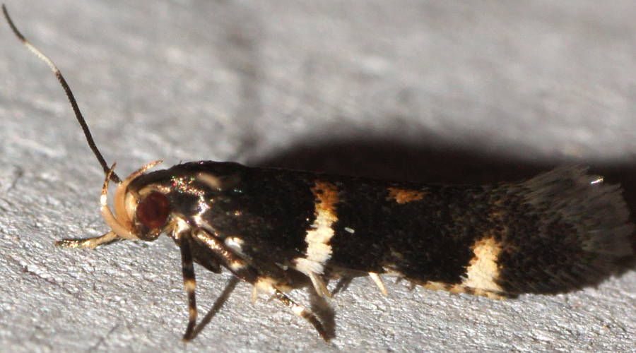 Burnt Cosmet Moth (Macrobathra cf alternatella)