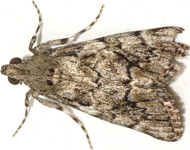 Tufted Pyralid Moth (Enchesphora brachypalpia)