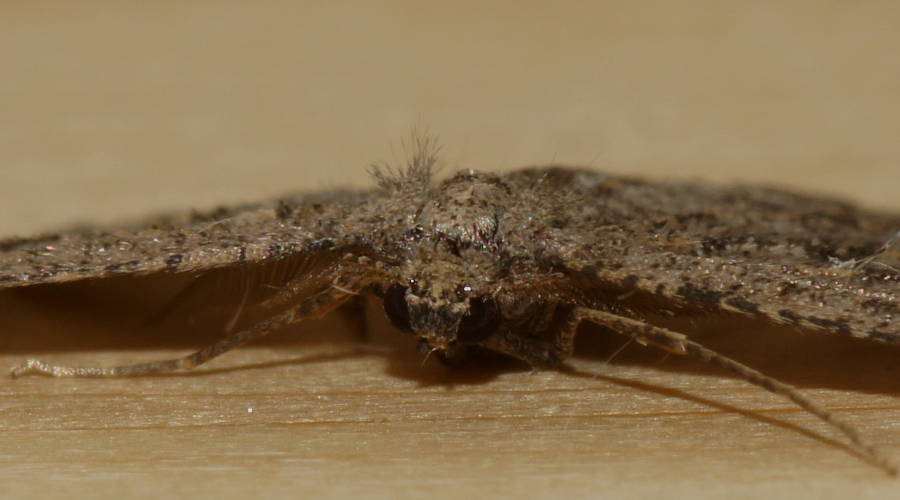 Spider-mimicking Moth (Zermizinga sinuata)