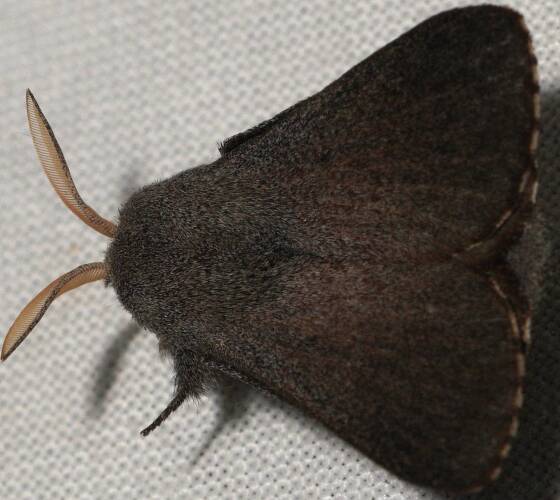 Rusty Snout Moth (Symphyta MoV1)