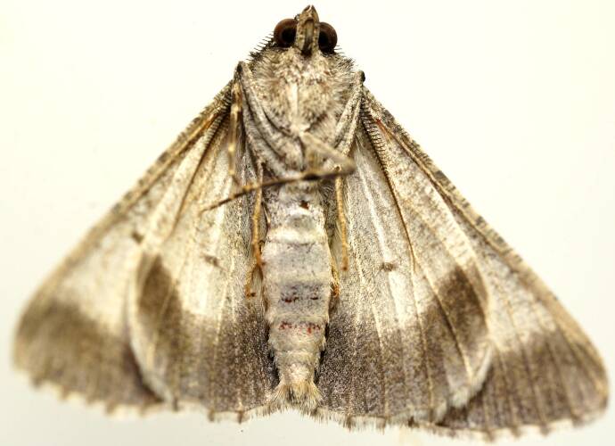 Undescribed Bark Moth (Gastrinodes MoV1)