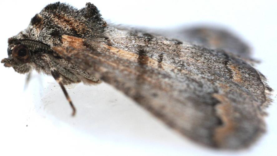 Undescribed Bark Moth (Gastrinodes MoV1)