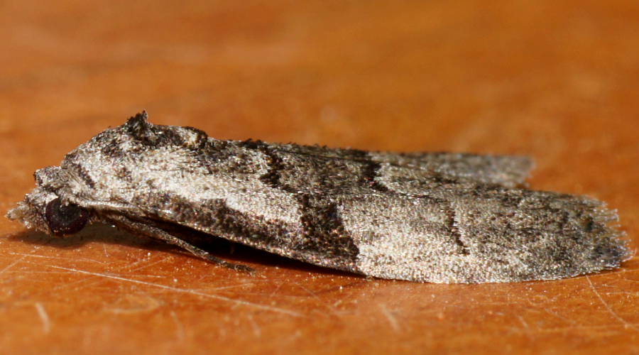 Western Tuft-moth (Nola celaenephes)