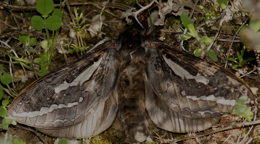 Silvery Ghost Moth (Abantiades cf argentata)