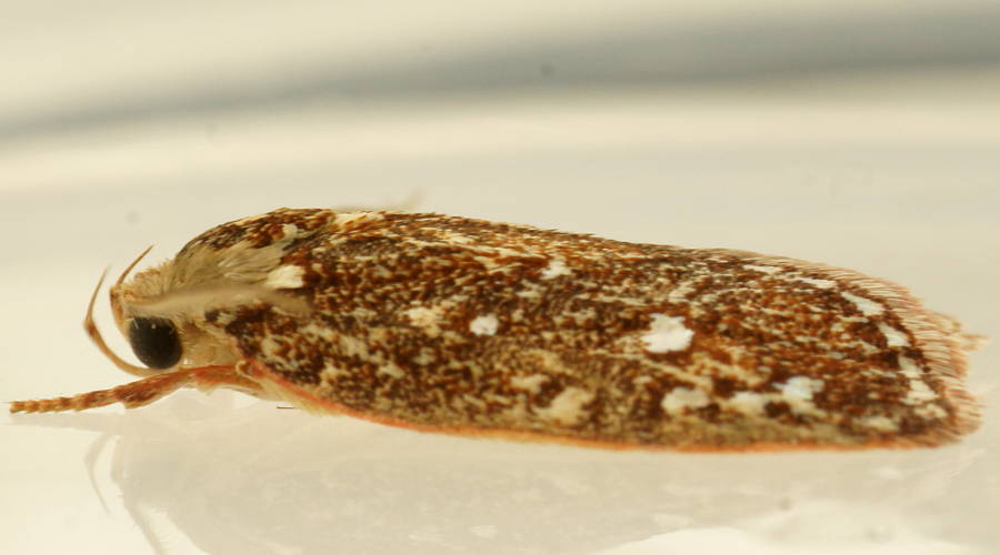 Gall Wingia Moth (Euchaetis metallota)