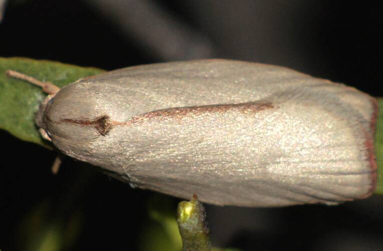 Pale Wingia Moth (Euchaetis sp)