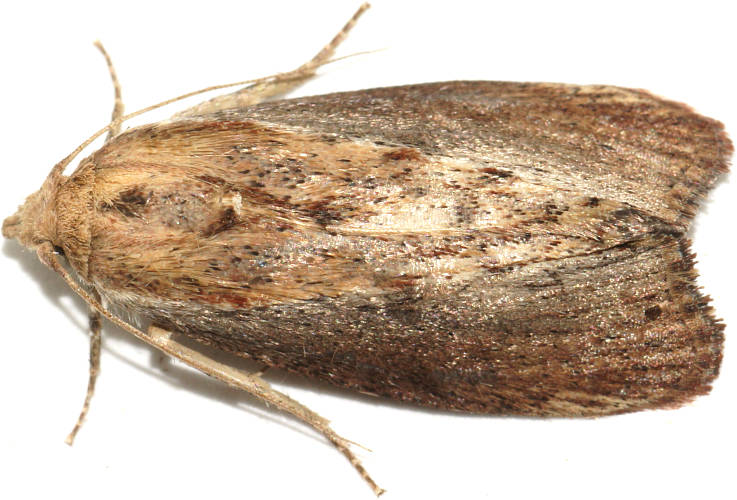 Greater Wax Moth (Galleria mellonella)