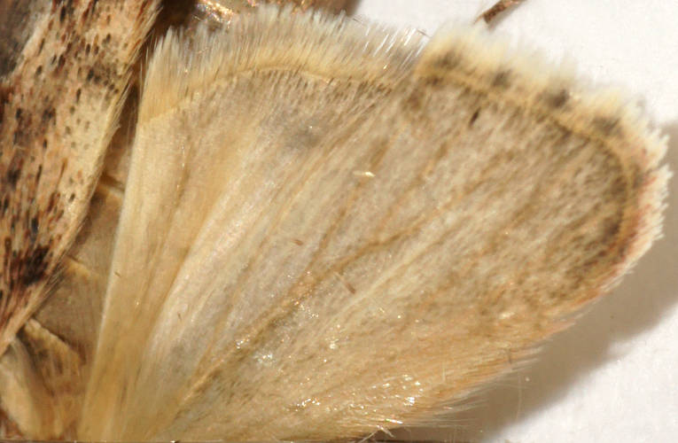 Greater Wax Moth (Galleria mellonella)