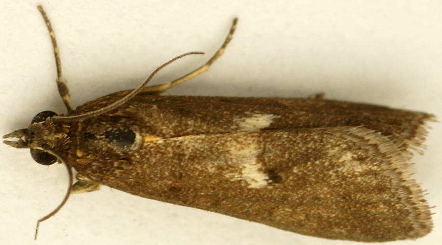 White Patched Crambid (Eclipsiodes homora)