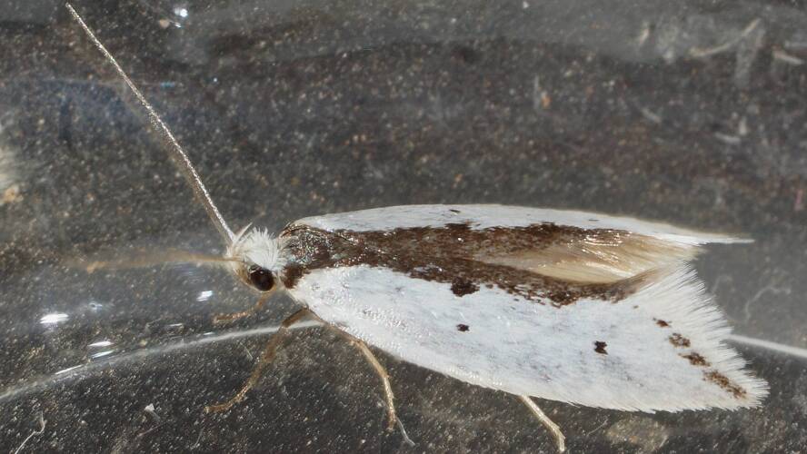 White Wingia Moth (Ocystola sp)