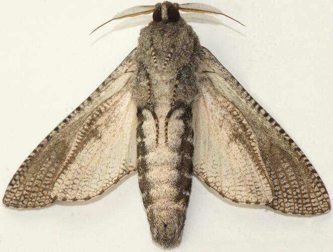 Arid Wood Moth (Endoxyla punctifimbria)