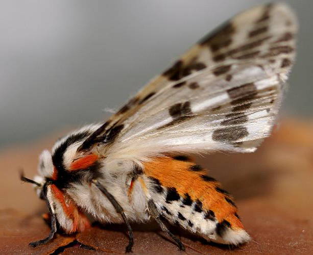 Black & White Tiger Moth (Spilosoma glatignyi)