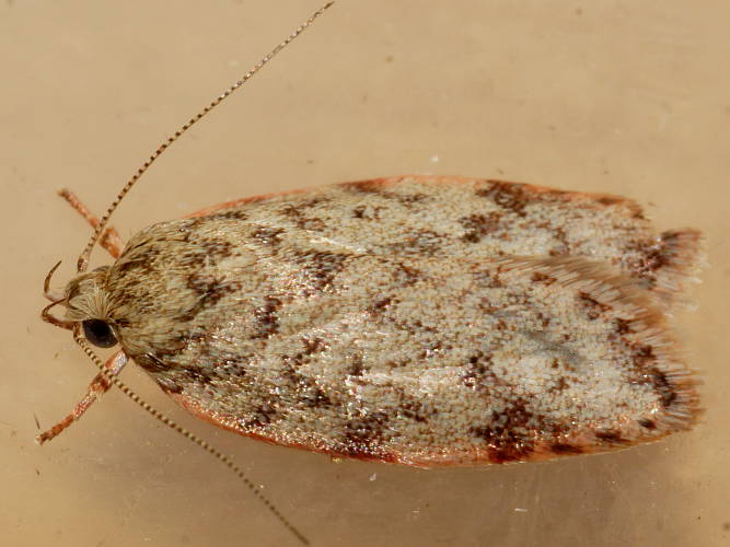 Pink-edged Modest Moth (Garrha absumptella)