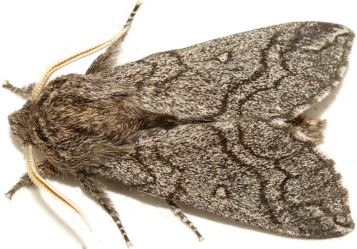 Desert Hawk Moth (Hopliocnema brachycera)