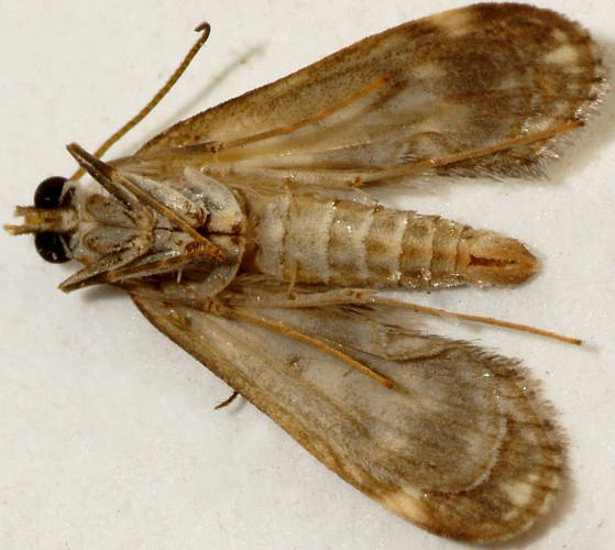 Pond Moth (Hygraula nitens)