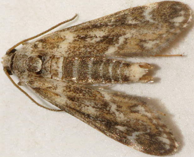 Pond Moth (Hygraula nitens)