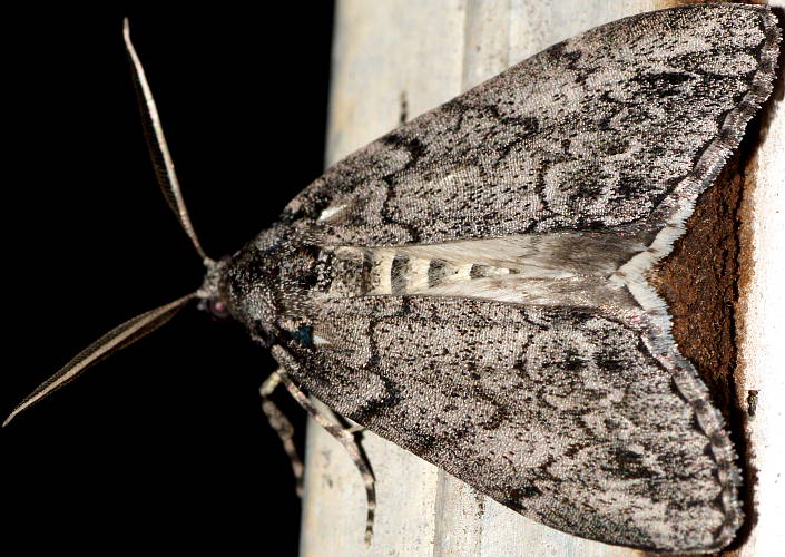 Stippled Line-moth (Smyriodes trigramma)