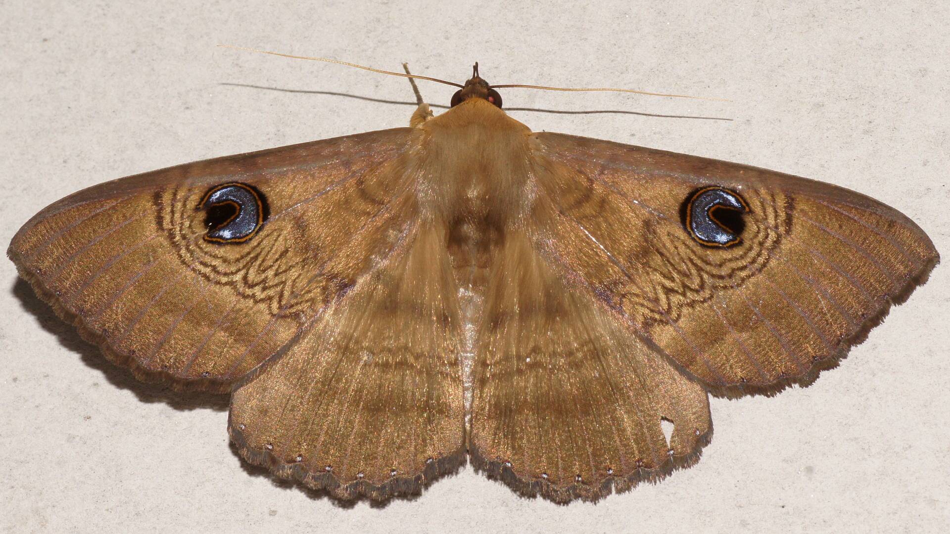 Old Lady Moth (Dasypodia selenophora)
