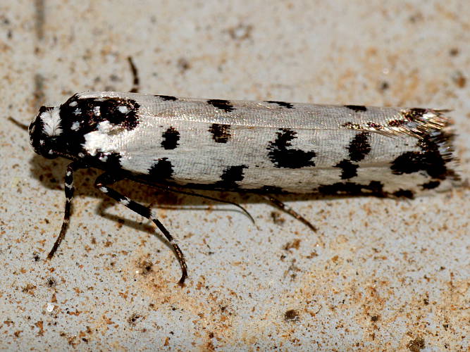 Black-spotted Moth (Ethmia anthracopis)