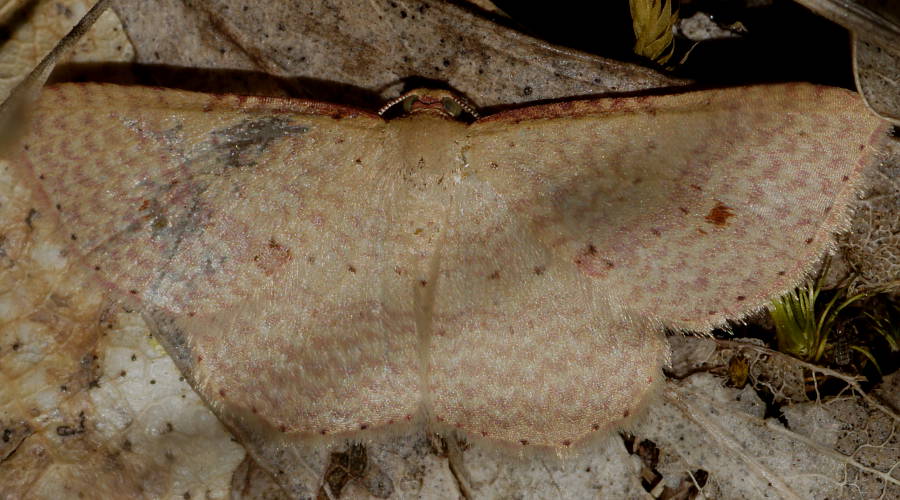 Red-spotted Delicate (Epicyme rubropunctaria)